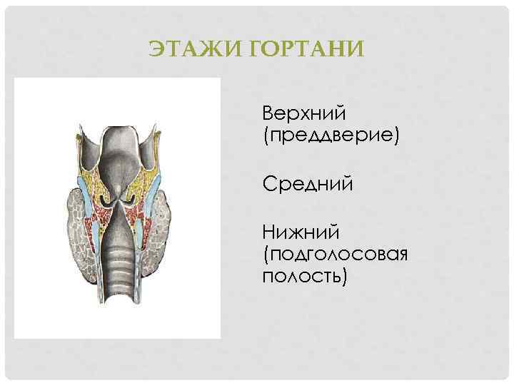 Полость гортани рисунок. Подголосовая полость гортани. Отделы полости гортани анатомия. Желудочек гортани анатомия.