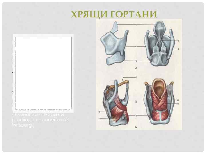 ХРЯЩИ ГОРТАНИ Три одиночных: - Перстневидный хрящ(cartilago cricoidea) -Щитовидный хрящ (cartilago thyroidea) -Надгортанник (