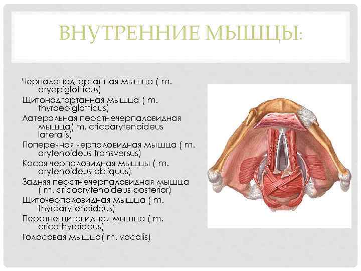 Мышцы голосовых связок. Черпалонадгортанная мышца анатомия. Латеральная перстнечерпаловидная мышца. Шито надгортанная мышца.