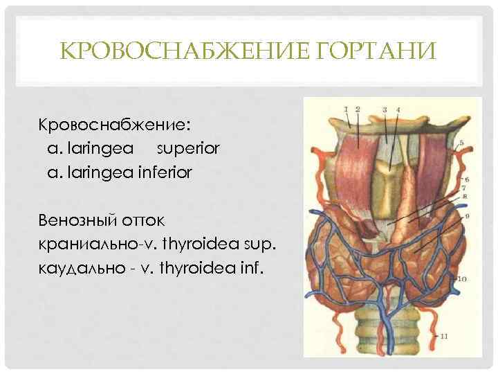 КРОВОСНАБЖЕНИЕ ГОРТАНИ Кровоснабжение: a. laringea superior a. laringea inferior Венозный отток краниально-v. thyroidea sup.