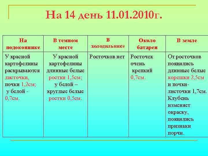 На 14 день 11. 01. 2010 г. На подоконнике У красной картофелины раскрываются листочки,