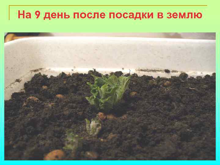 На 9 день после посадки в землю 