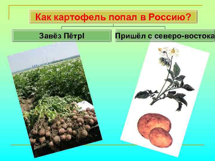 Как картофель попал в Россию? Завёз Пётр. I Пришёл с северо-востока 