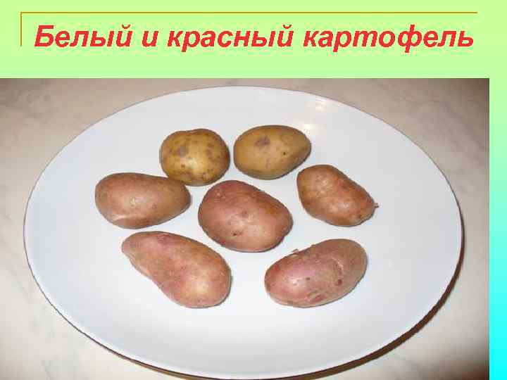Белый и красный картофель 