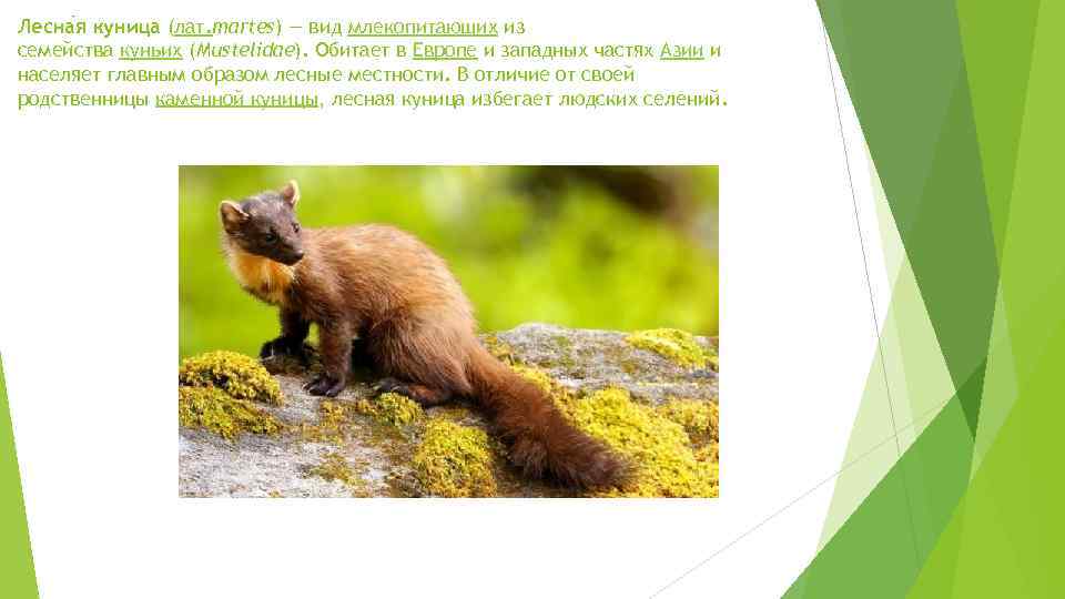 Лесна я куница (лат. martes) — вид млекопитающих из семейства куньих (Mustelidae). Обитает в