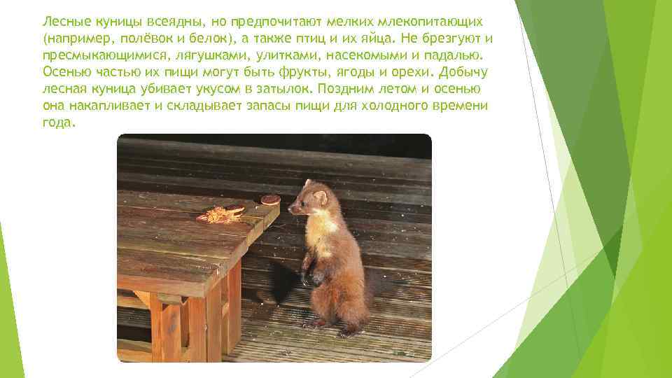 Лесные куницы всеядны, но предпочитают мелких млекопитающих (например, полёвок и белок), а также птиц