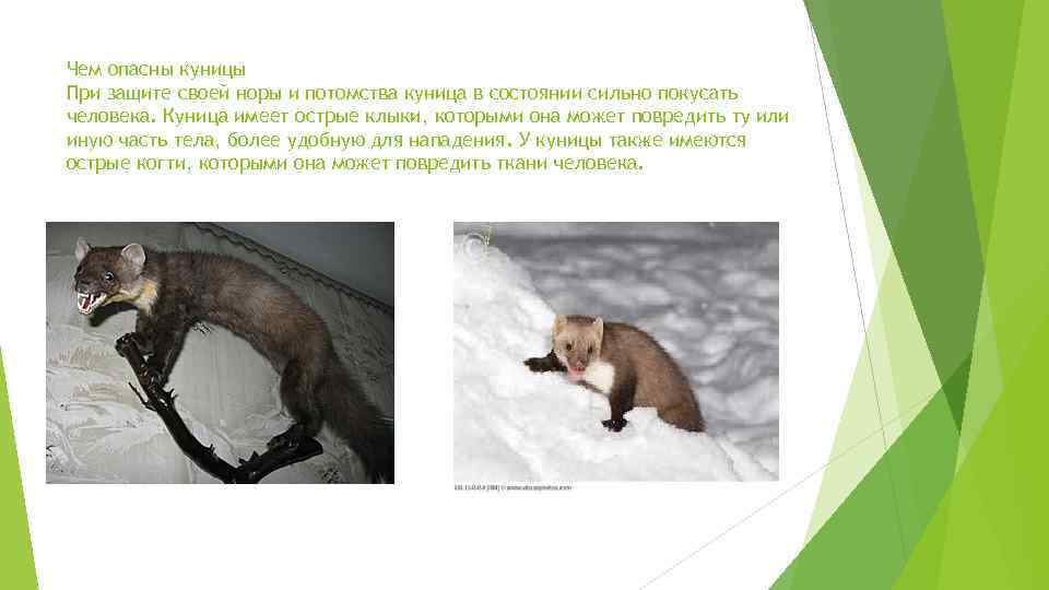 Чем опасны куницы При защите своей норы и потомства куница в состоянии сильно покусать