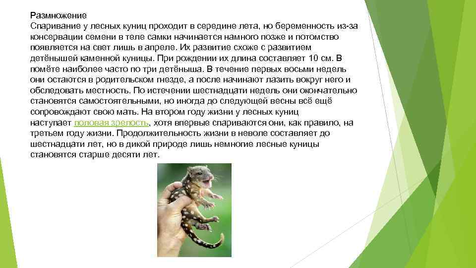 Размножение Спаривание у лесных куниц проходит в середине лета, но беременность из-за консервации семени