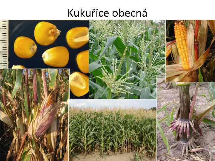 Kukuřice obecná 