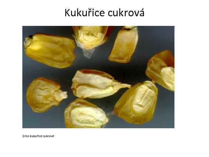 Kukuřice cukrová Zrno kukuřice cukrové 