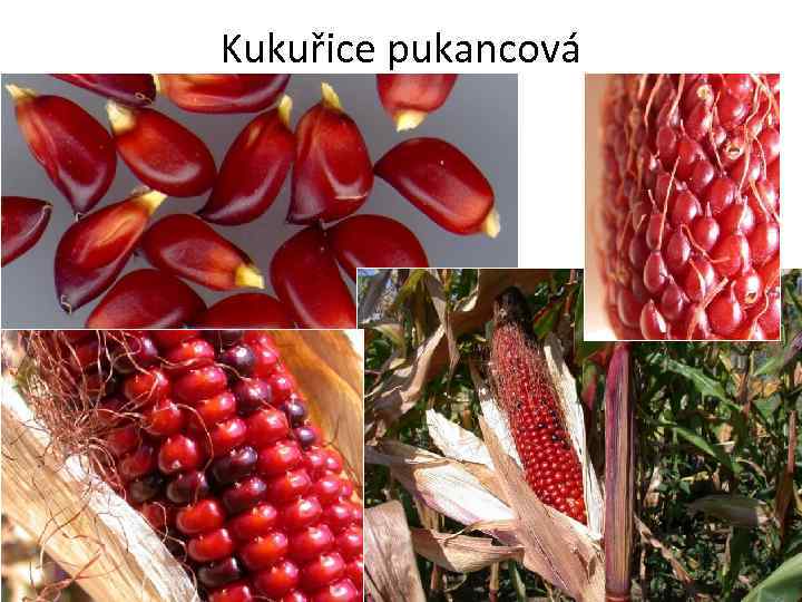 Kukuřice pukancová 