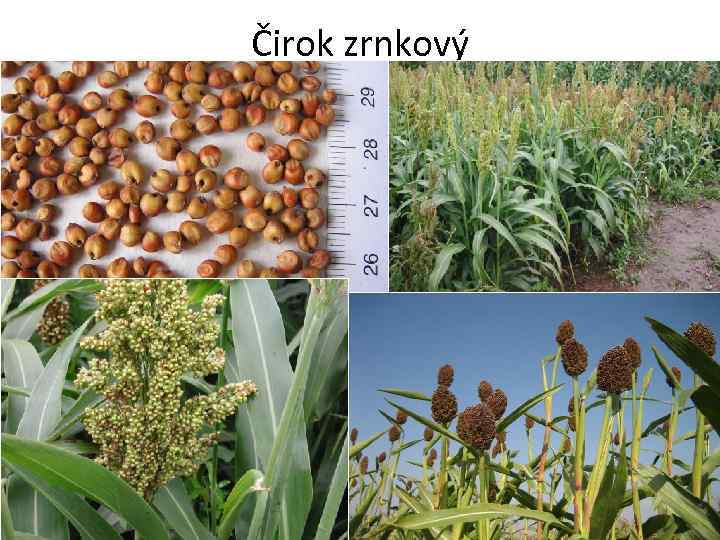 Čirok zrnkový 