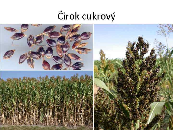 Čirok cukrový 