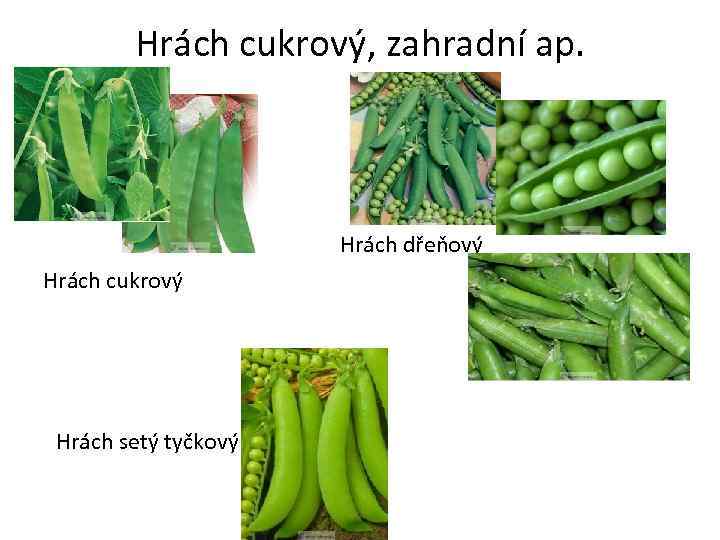 Hrách cukrový, zahradní ap. Hrách dřeňový Hrách cukrový Hrách setý tyčkový 