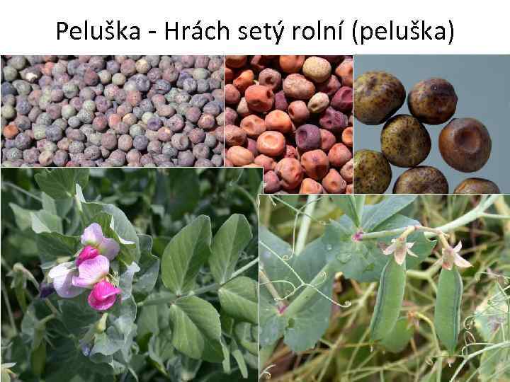 Peluška - Hrách setý rolní (peluška) 