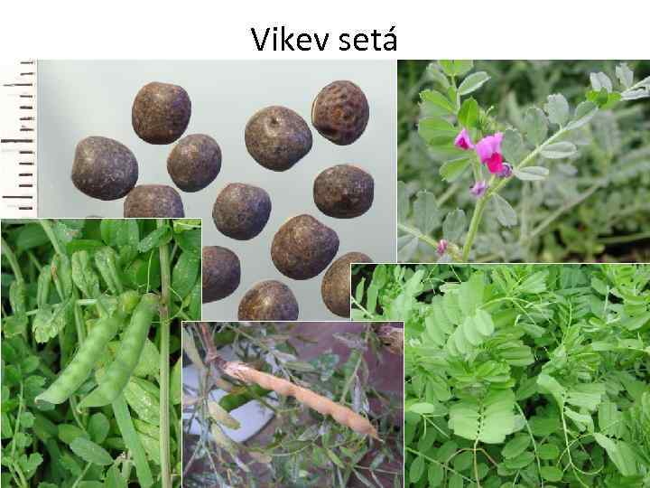 Vikev setá 