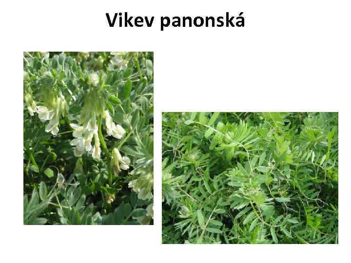 Vikev panonská 