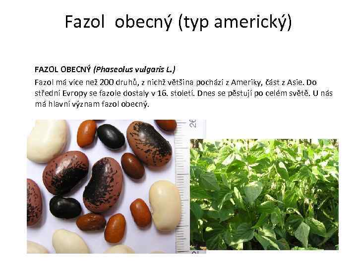 Fazol obecný (typ americký) FAZOL OBECNÝ (Phaseolus vulgaris L. ) Fazol má více než