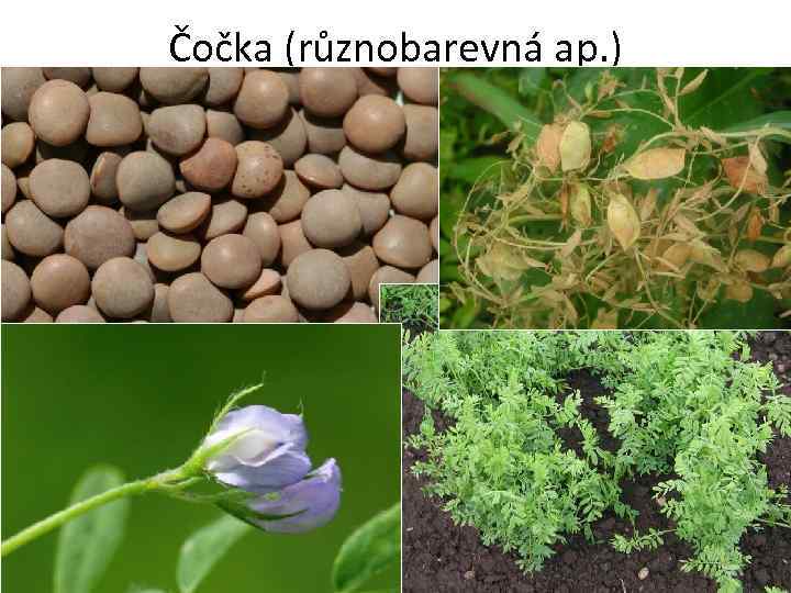 Čočka (různobarevná ap. ) 