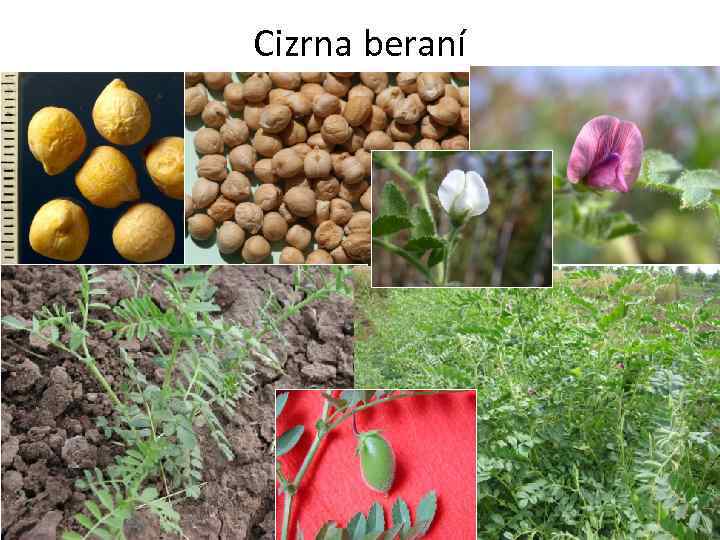 Cizrna beraní 