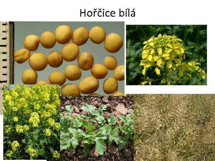 Hořčice bílá 