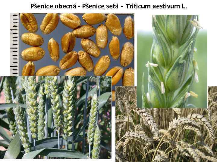 Pšenice obecná - Pšenice setá - Triticum aestivum L. 