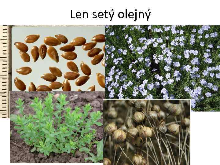 Len setý olejný 