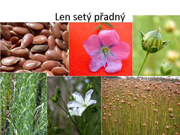 Len setý přadný 