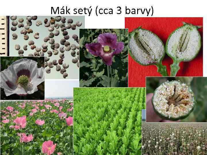 Mák setý (cca 3 barvy) 