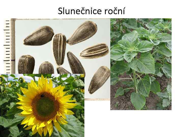 Slunečnice roční 