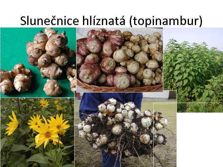 Slunečnice hlíznatá (topinambur) 