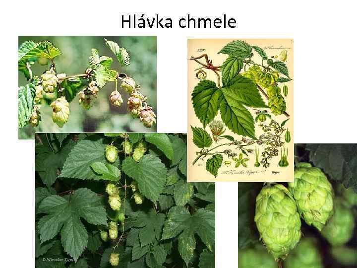 Hlávka chmele 