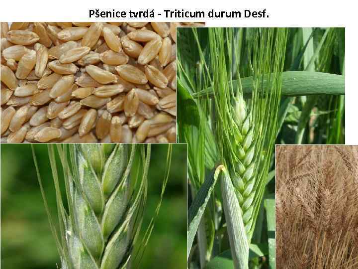 Pšenice tvrdá - Triticum durum Desf. 