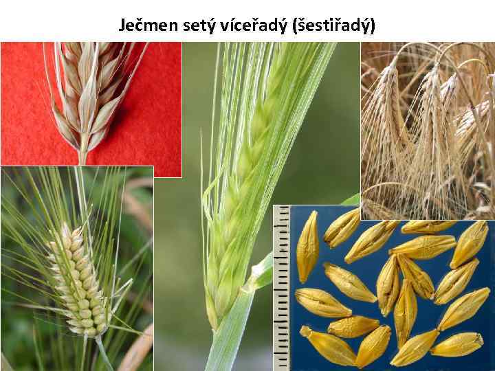 Ječmen setý víceřadý (šestiřadý) 