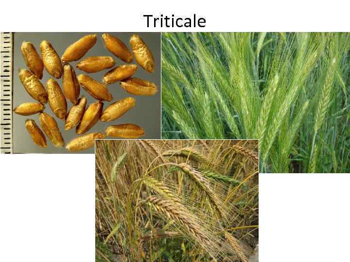 Triticale 