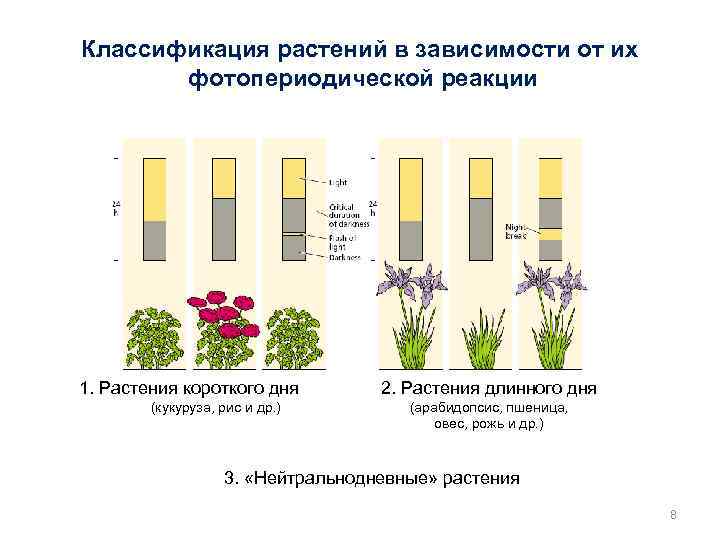 Схема создания генетически модифицированных растений невозможна без