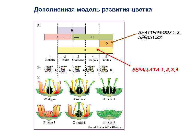 Стадии развития цветка в картинках для дошкольников