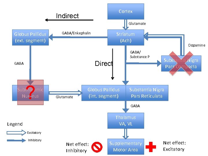 Cortex Indirect Glutamate Globus Pallidus (ext. segment) GABA/Enkephalin Striatum (Ach) GABA/ Substance P Direct