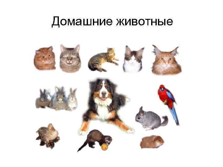 Домашние животные 