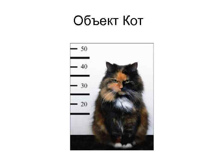 Объект Кот 