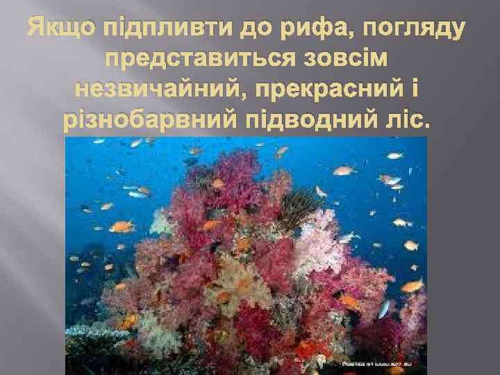 Якщо підпливти до рифа, погляду представиться зовсім незвичайний, прекрасний і різнобарвний підводний ліс. 