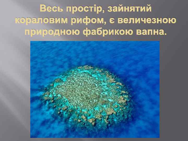Весь простір, зайнятий кораловим рифом, є величезною природною фабрикою вапна. 