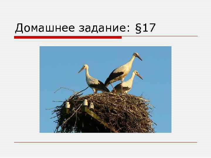Домашнее задание: § 17 