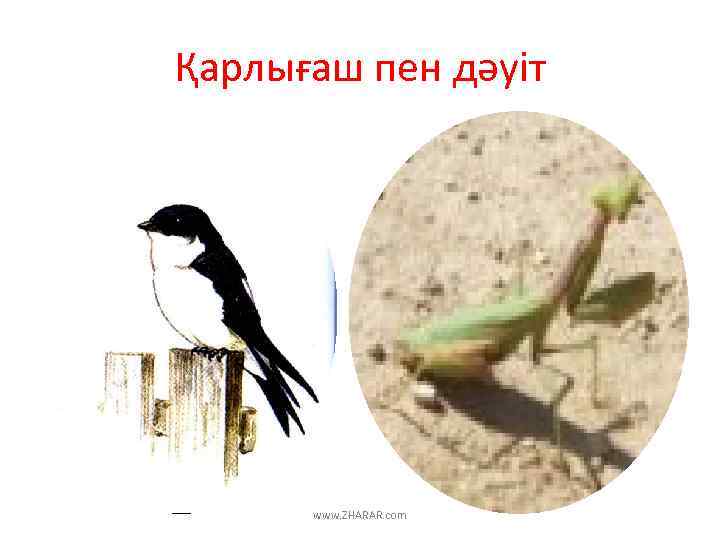 Қарлығаш пен дәуіт www. ZHARAR. com 