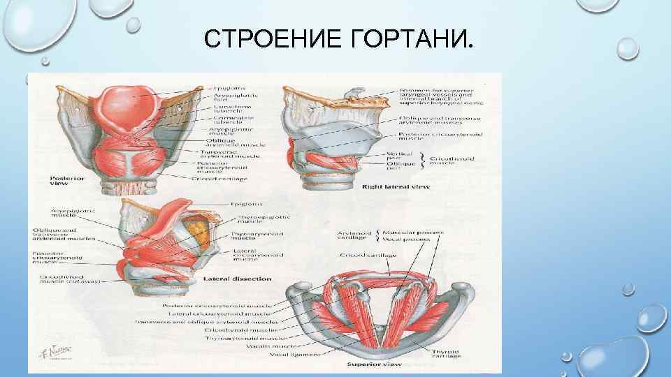 Неотложная помощь при стенозе гортани презентация thumbnail