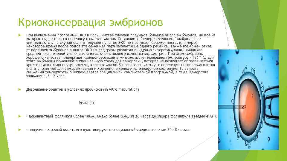 Криоконсервация эмбрионов При выполнении программы ЭКО в большинстве случаев получают большое число эмбрионов, не