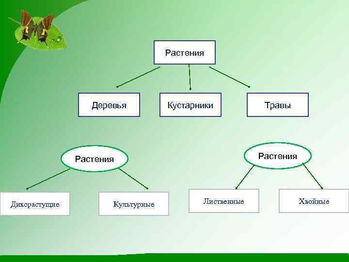 Растения Деревья Кустарники Растения Дикорастущие Культурные Травы Лиственные Хвойные 