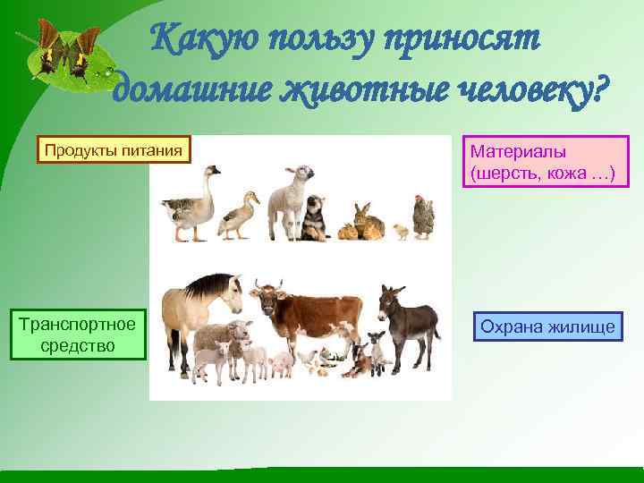 Какую пользу приносят домашние животные человеку? Продукты питания Транспортное средство Материалы (шерсть, кожа …)