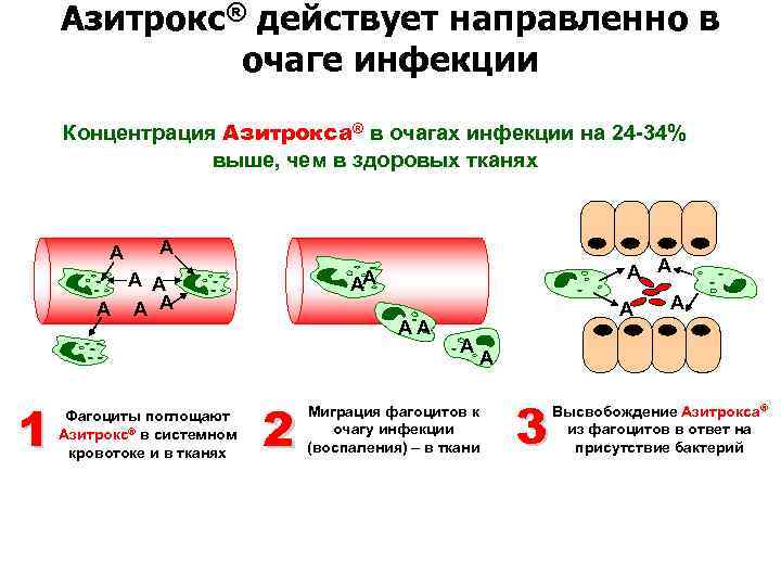 Азитрокс® действует направленно в очаге инфекции Концентрация Азитрокса® в очагах инфекции на 24 -34%