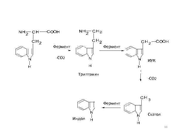 Фермент -СО 2 ИУК Триптамин -СО 2 Фермент Индол Скатол 11 